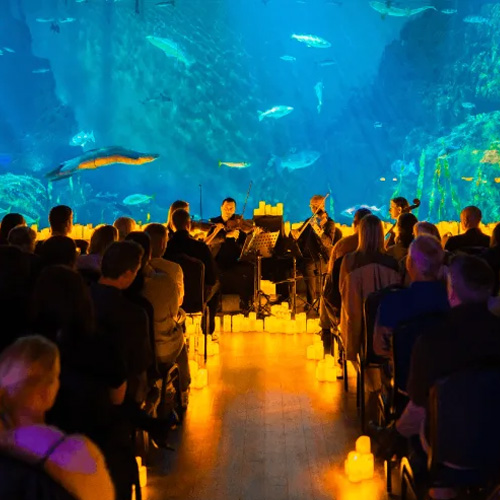 More Candlelight Concerts